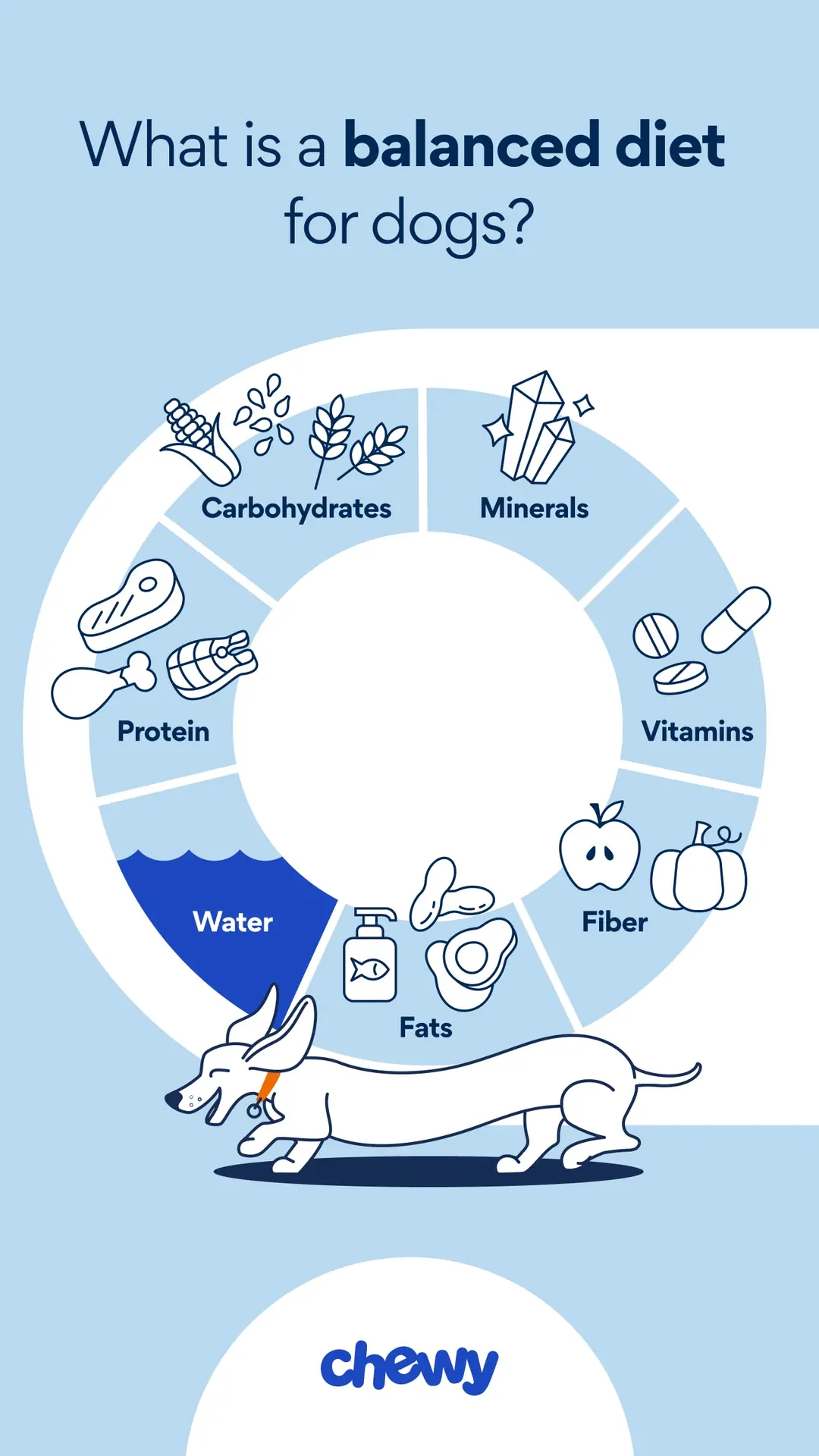 Dog nutrition and healthy feeding